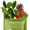 Teaology Beauty Booster 6