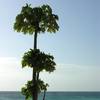 robert.krupinski Podróże Zanzibar - plaża w wiosce Nungwi część 1 33