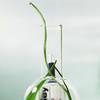 Sisley Paris Ecological Compound Advanced Formula 5