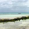 robert.krupinski Podróże Zanzibar - plaża w wiosce Nungwi część 1 29